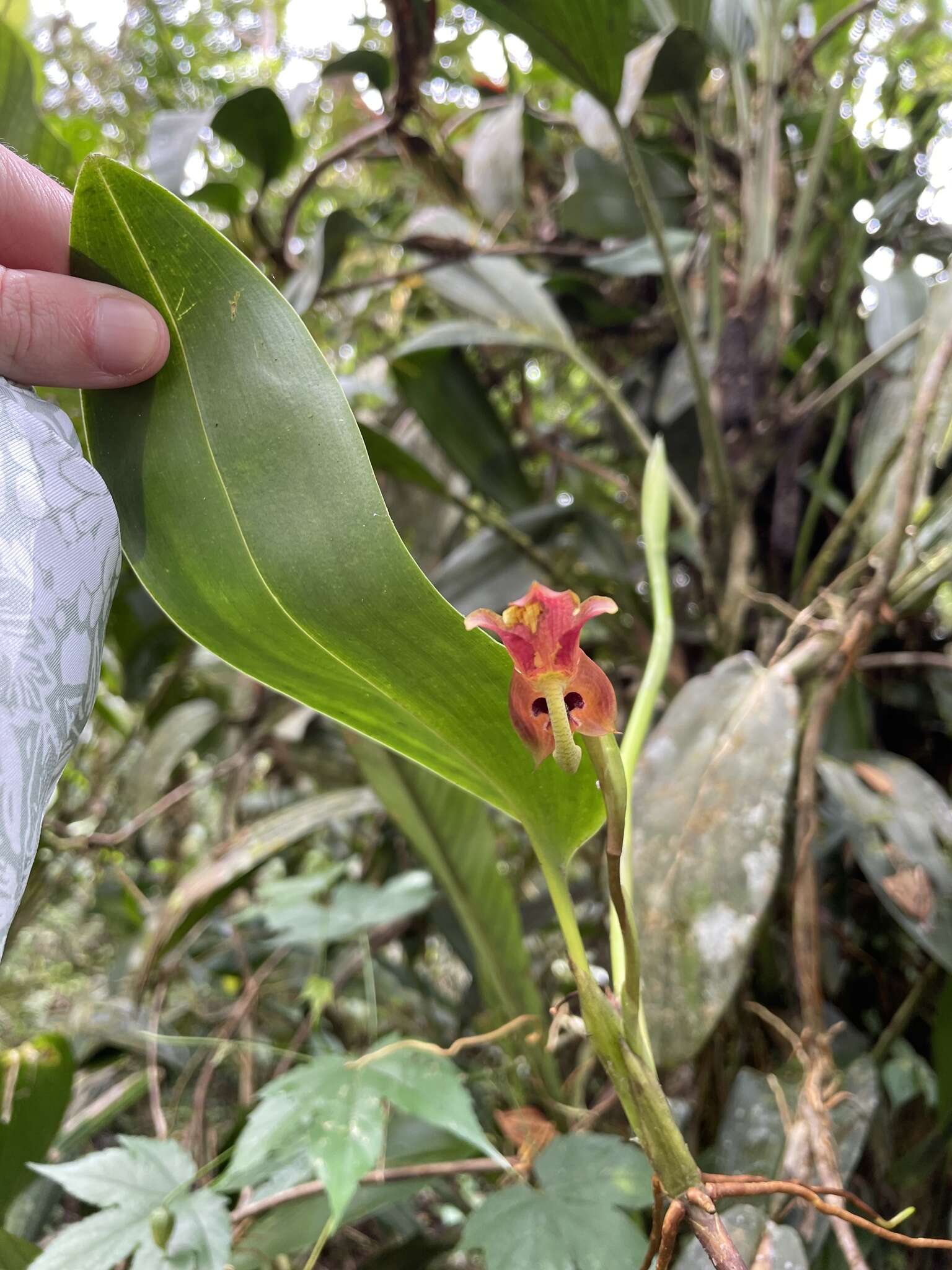 Image of Maxillaria schlimii (Linden & Rchb. fil.) Molinari