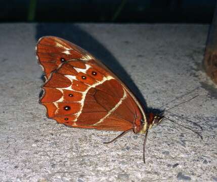 Image de Oxeoschistus puerta Westwood (1851)