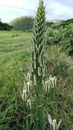 Image of Albuca nelsonii N. E. Br.