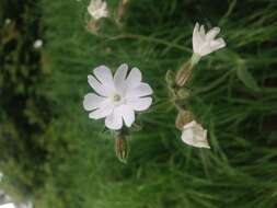 Imagem de Silene latifolia Poir.