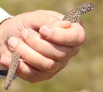 Image of Spotted Sandveld Lizard