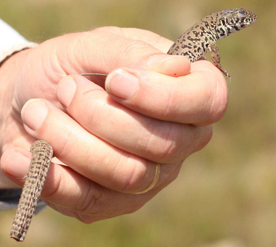 Image of Spotted Sandveld Lizard