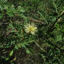 Image of Mimosa ostenii Herter