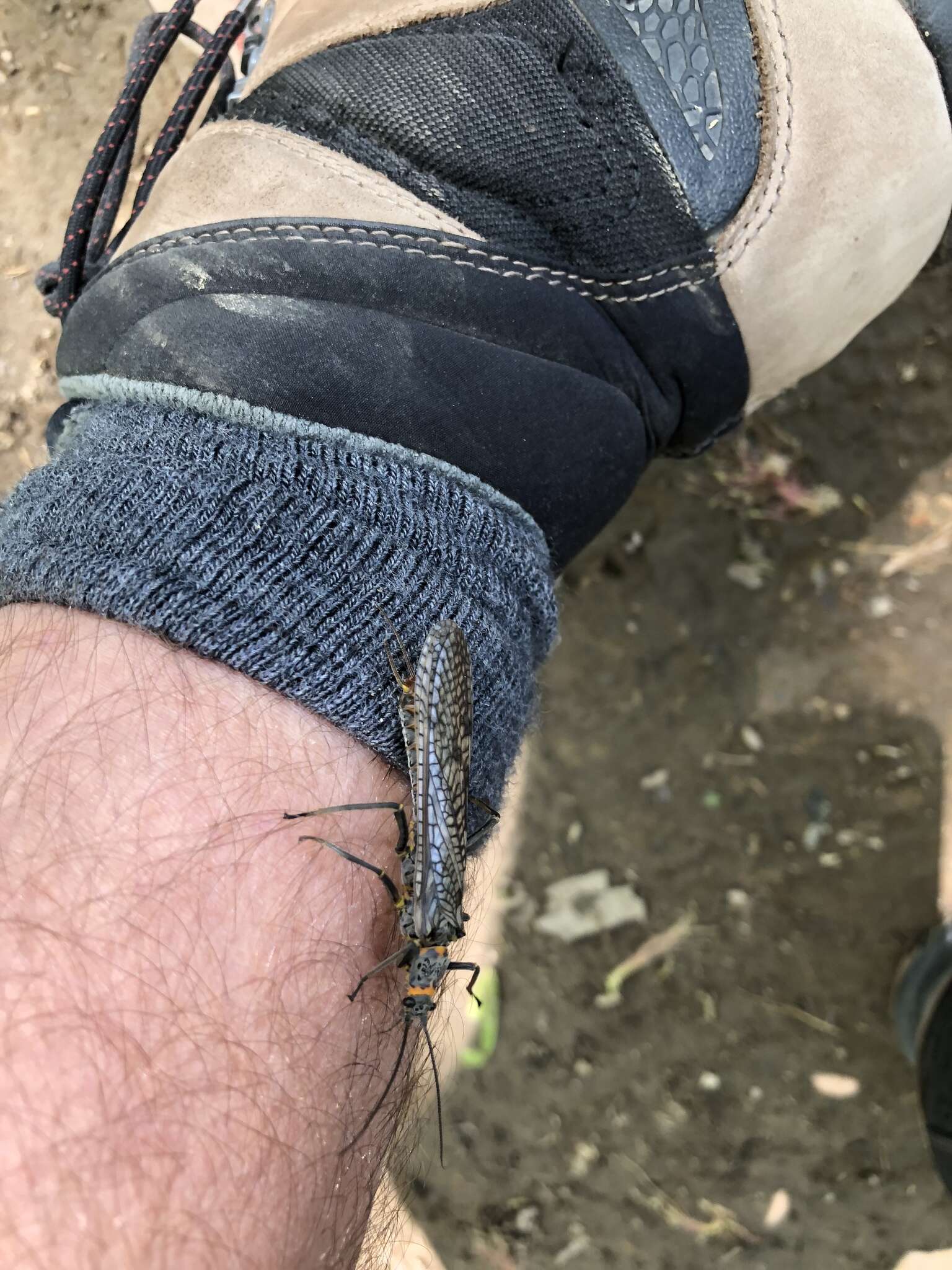 Image of Knobbed Salmonfly