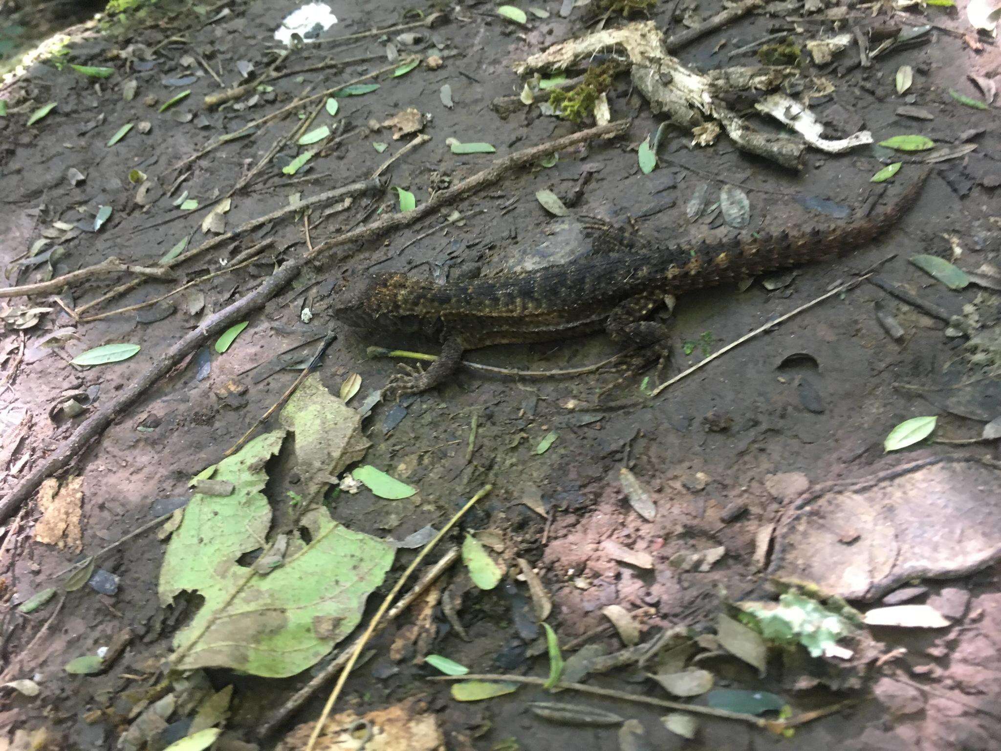 Image of Rose Whorltail Iguana