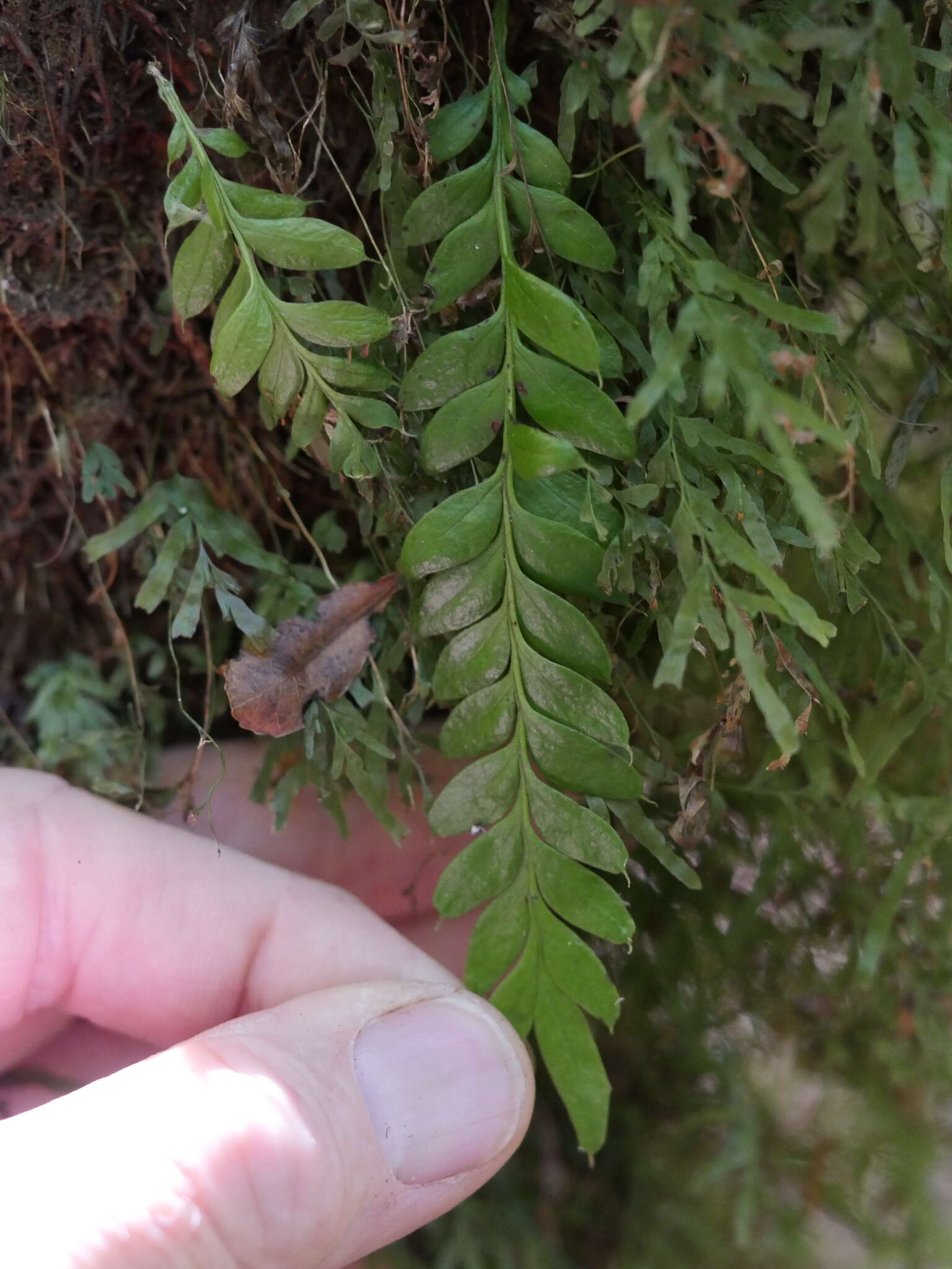 Image of Tmesipteris lanceolata Dangeard