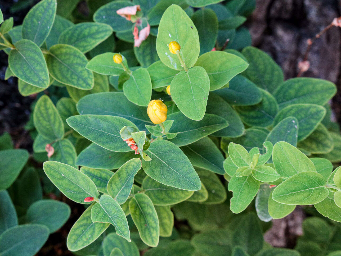 Image of Hypericum hircinum subsp. hircinum