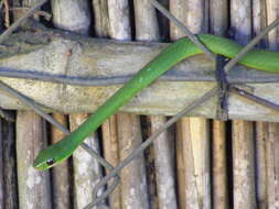 Image of Green Water Snake