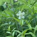 Image of Snowy Catchfly