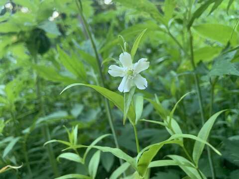 Слика од Silene nivea (Nutt.) Muhl.