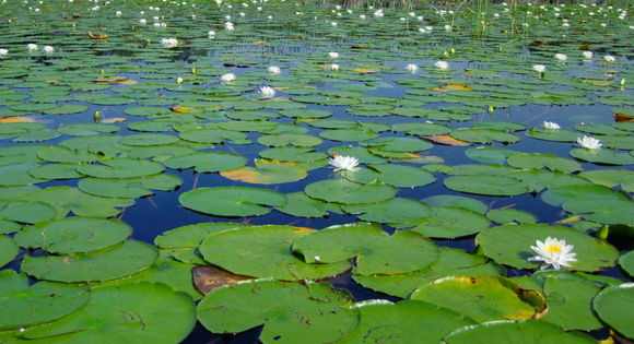 Image of American white waterlily
