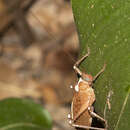 Слика од Xiphophyllum (Proteroxiphus) limbatum Beier 1960