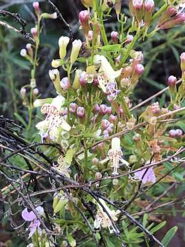 Image of scrub balm