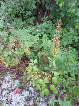 Image of stout goldenrod