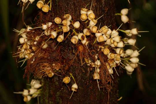 Syzygium guillauminii Dawson resmi