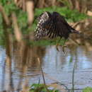 Sivun Accipiter virgatus fuscipectus Mees 1970 kuva