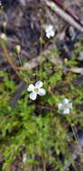 Image of Mitrasacme polymorpha R. Br.