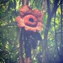 Image of Rafflesia micropylora W. Meijer