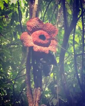 Image de Rafflesia micropylora W. Meijer