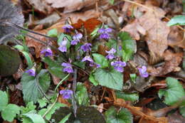 Image of Viola alba subsp. dehnhardtii (Ten.) W. Becker