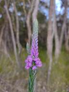 Image of Liniment Plant