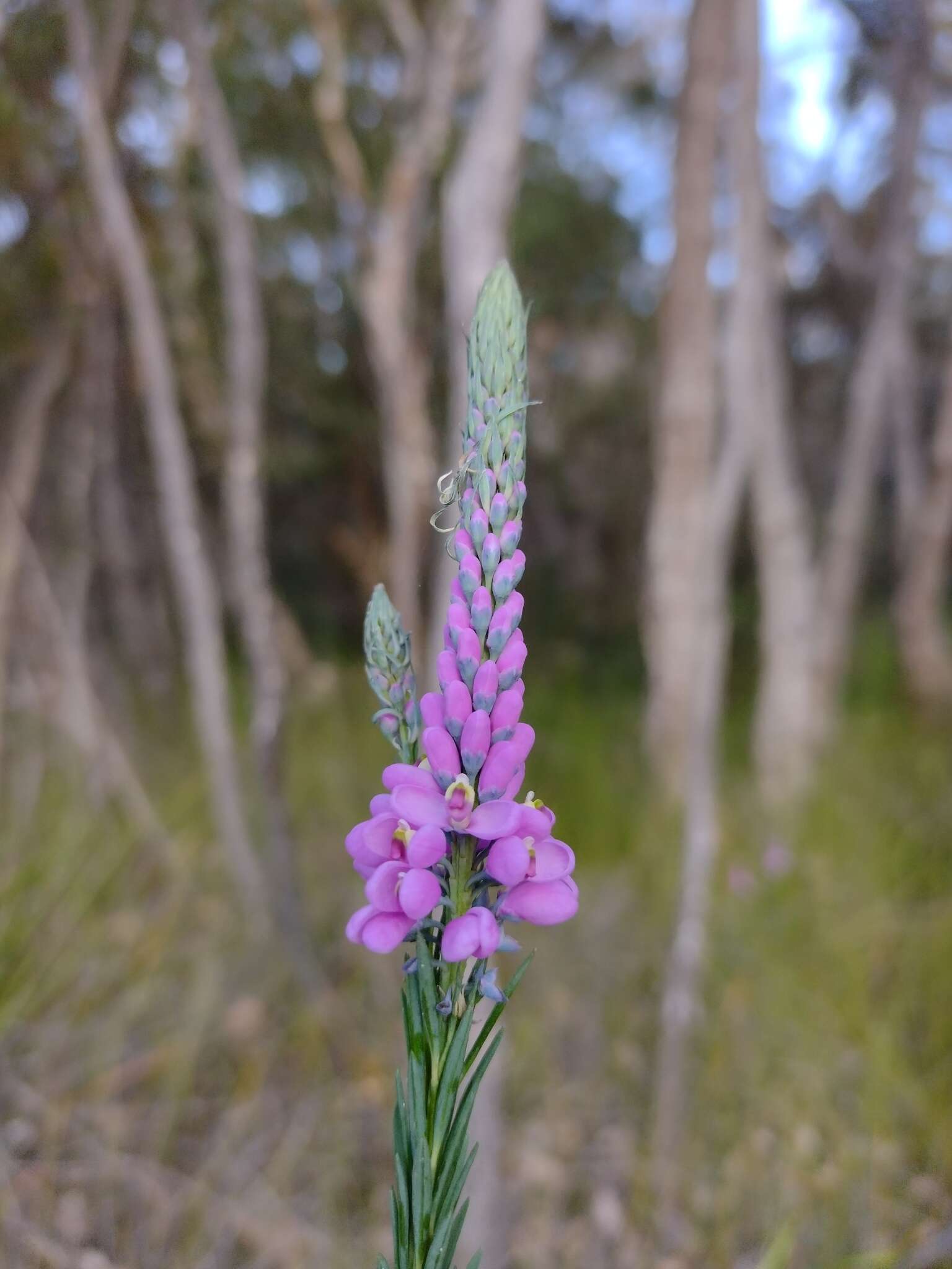 Image of Liniment Plant