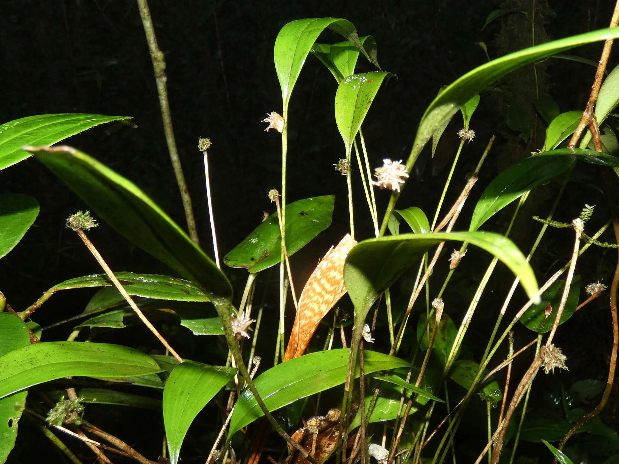 Image of Green bonnet orchid