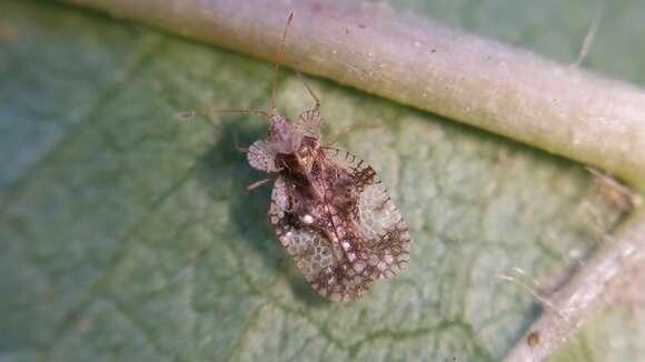 Image of azalea lace bug