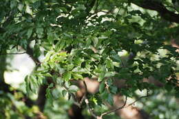 Image of Carpinus tschonoskii Maxim.