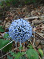 Image of Echinops bannaticus Rochel ex Schrad.