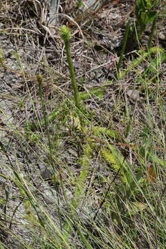 Image of Feather-Stem Club-Moss