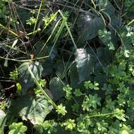 Image of Algerian Ivy