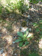 Image of Gentiana lutea subsp. symphyandra (Murb.) Hayek