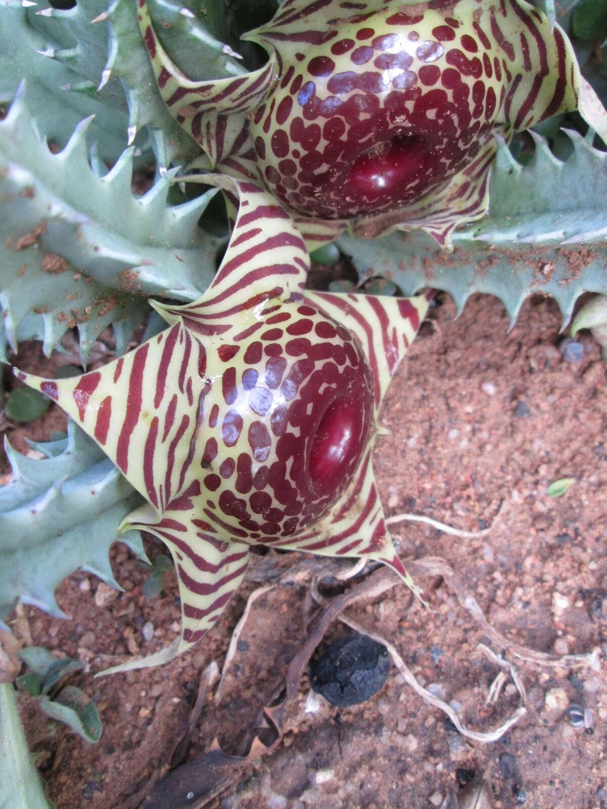 Image de Ceropegia zebrina (N. E. Br.) Bruyns