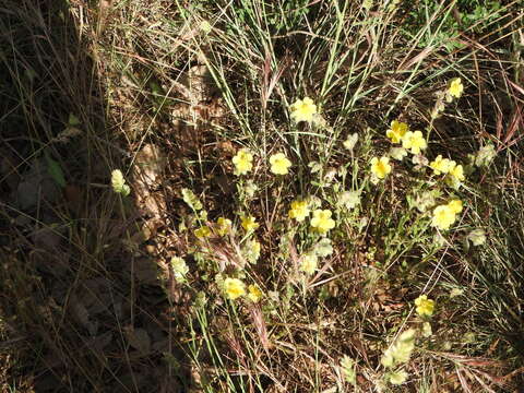 Plancia ëd Helianthemum hirtum (L.) Miller