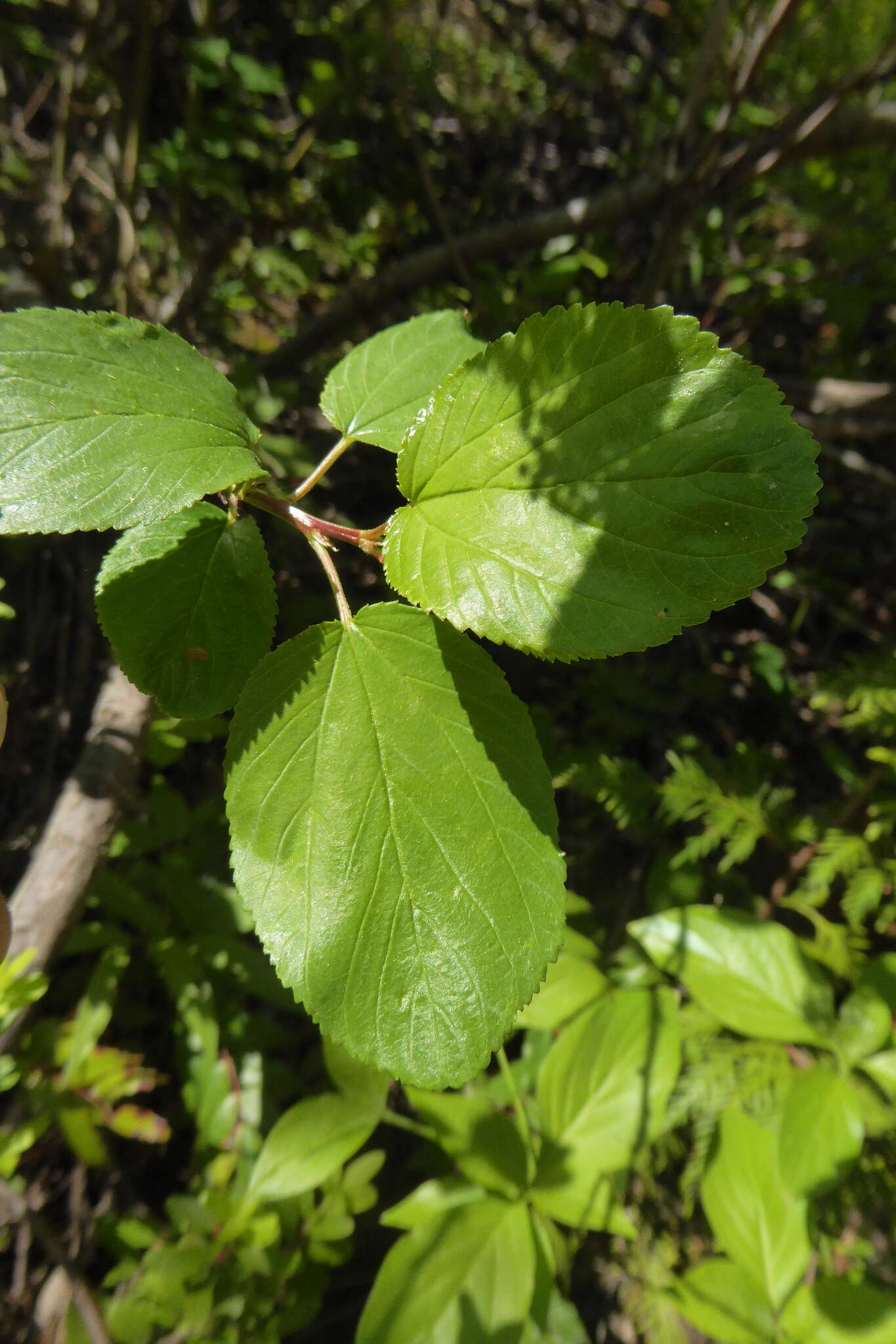 Image of Redstem Ceanothus