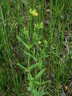 Image of large St. Johnswort