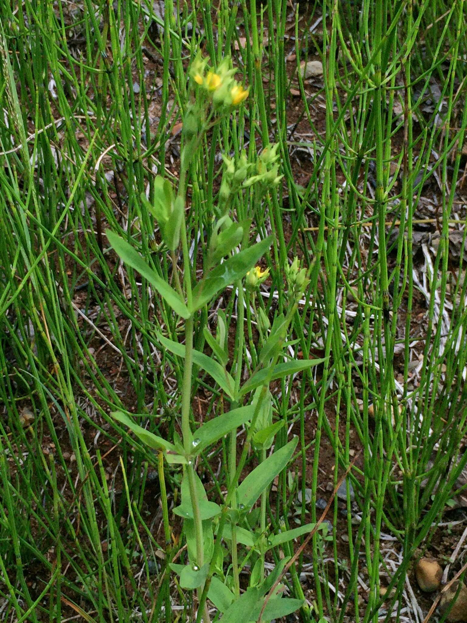 Image of large St. Johnswort