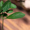 Image of Salvia prunifolia Fernald