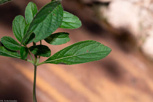 Image of Salvia prunifolia Fernald