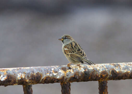 Imagem de Passer domesticus biblicus Hartert 1904