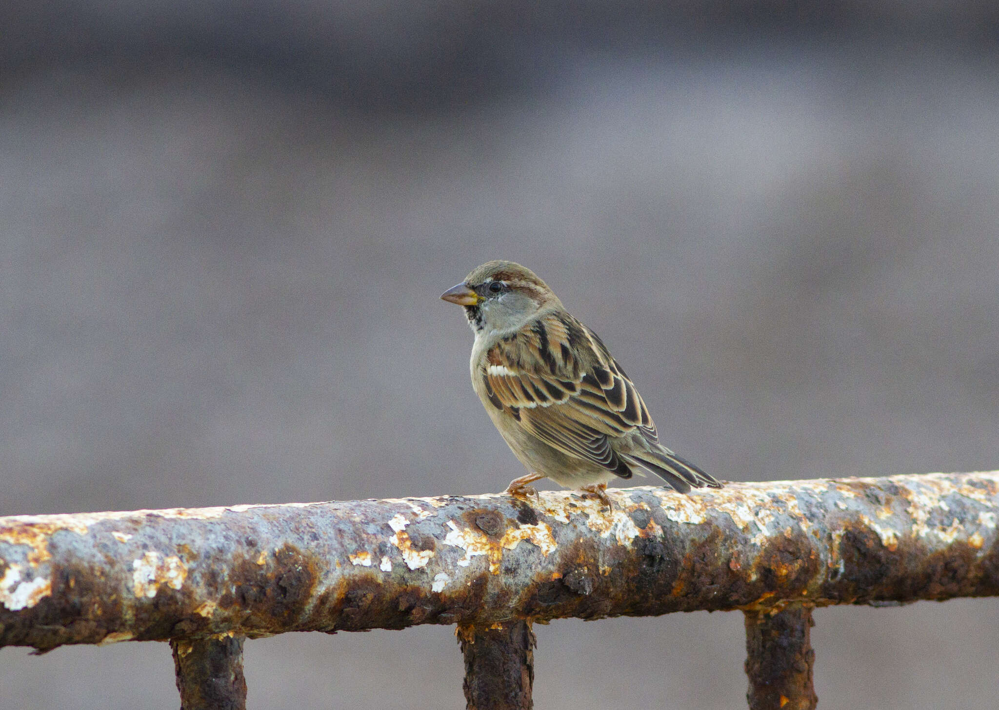 Image of Passer domesticus biblicus Hartert 1904