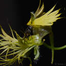 Image of Tropaeolum warmingianum Rohrb.