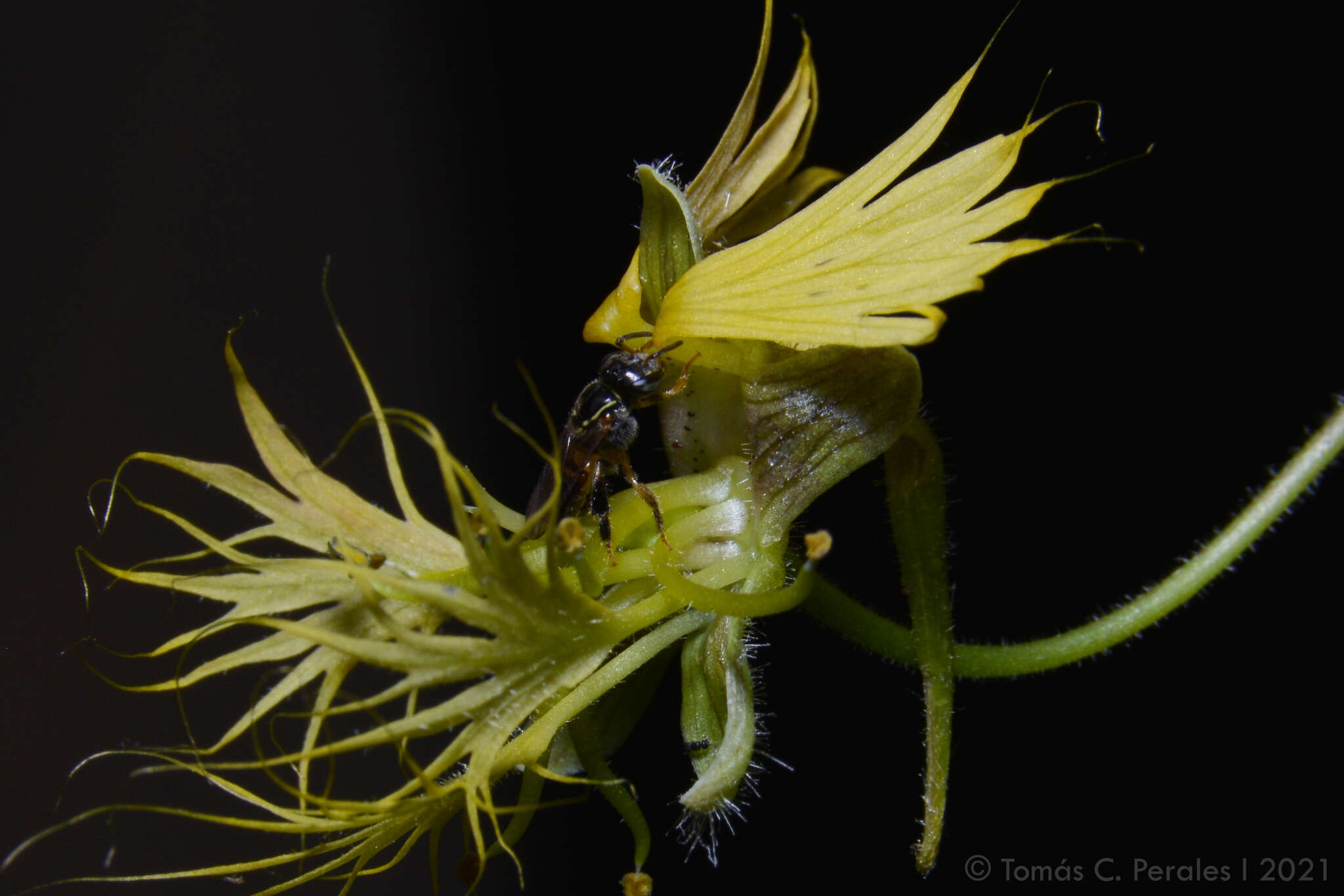 Image of Tropaeolum warmingianum Rohrb.