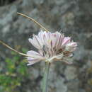 Image of Allium rupestre Steven