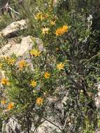 Image of Chuquiraga parviflora (Griseb.) Hieron.