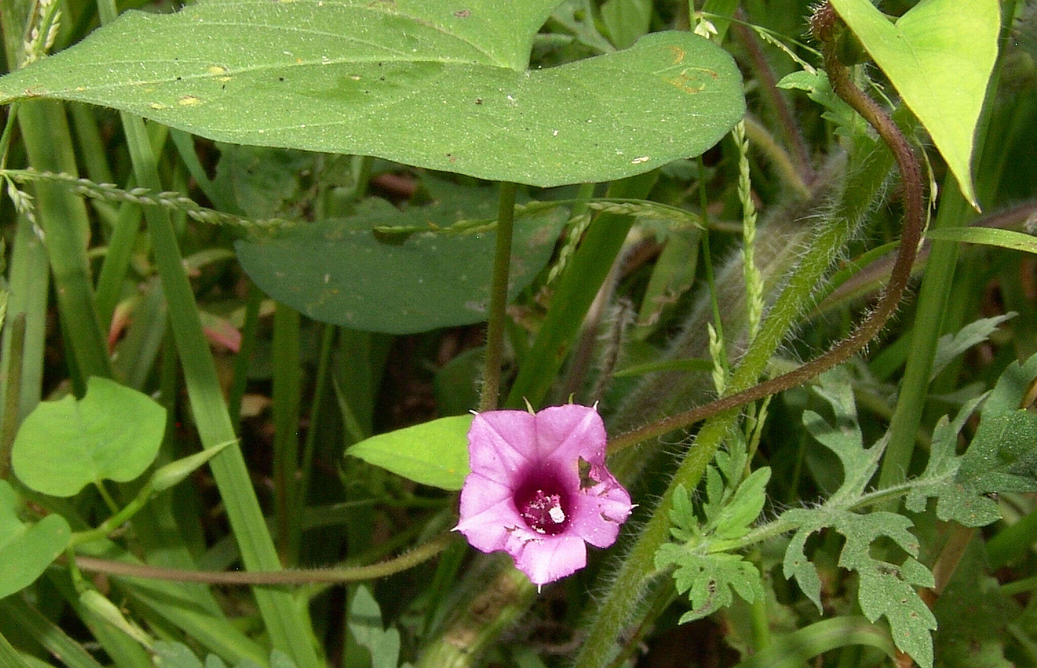 Image de Ipomoea leucantha Jacq.