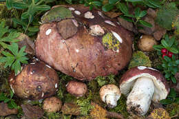 Image of Russula pubescens A. Blytt 1905