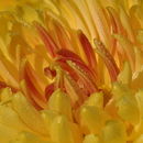 Image of <i>Chrysanthemum</i> × <i>morifolium</i>