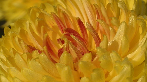 Image of <i>Chrysanthemum</i> × <i>morifolium</i>